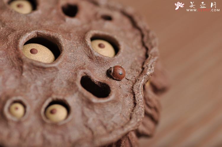 紫砂壶图片：《心心相莲》第三代作品——枯莲蓬茶宠 段泥 - 美壶网