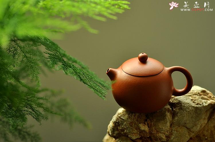 紫砂壶图片：秋冬款o(∩_∩)o 一手迷你壶 优质朱泥 娇小西施 - 美壶网