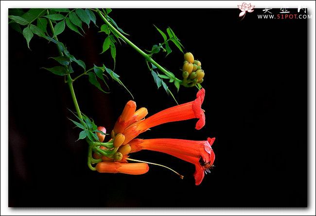 紫砂壶图片：飘逸立体 细品 传统花货功力 花语敬佩、声誉 凌霄花 原创作品  - 美壶网