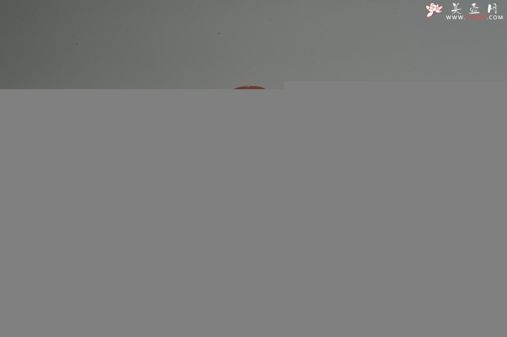 紫砂壶图片：油润底曹青 全手工寿珍仿古 深得老味 做工特好 - 美壶网