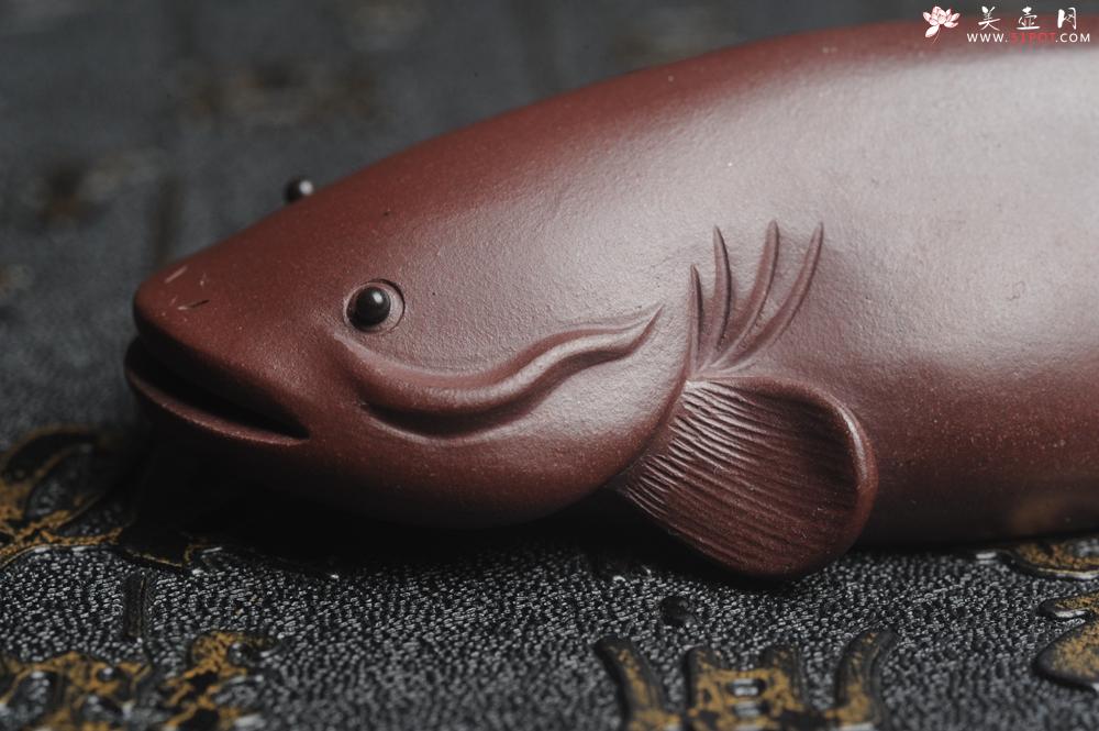 紫砂壶图片:美宠特惠 年年有余鱼 神态细腻 做工灰常精致 手工茶宠摆件长:12.5cm左右,最宽度为:3.7cm - 美壶网