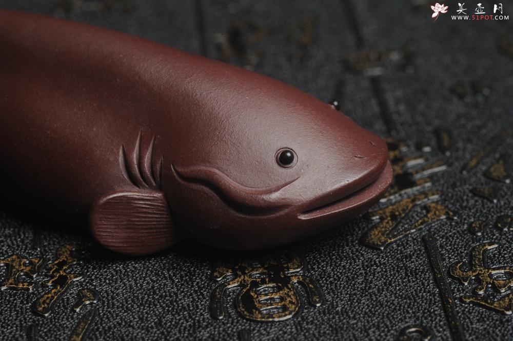 紫砂壶图片:美宠特惠 年年有余鱼 神态细腻 做工灰常精致 手工茶宠摆件长:12.5cm左右,最宽度为:3.7cm - 美壶网