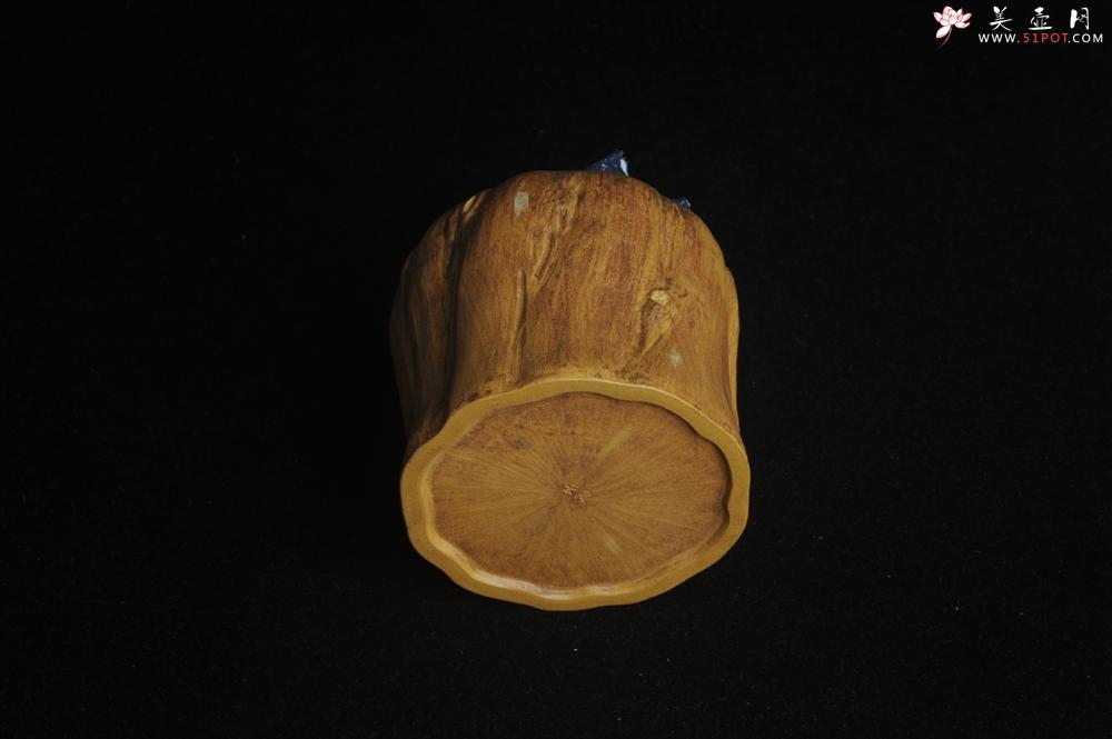 紫砂壶图片：特惠文气树桩茶叶罐 - 美壶网