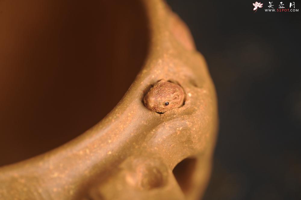 紫砂壶图片：美杯精品特惠 实力演绎全手工老黄段泥松鼠杯 松鼠灵动 贴叶生动 不失为一把好杯 - 美壶网