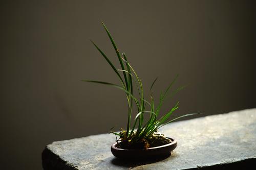 张秋平紫砂壶 张秋平 菖蒲腰圆小盆 微型盆 全手制作 14*8.5*2.5cm 原矿紫泥