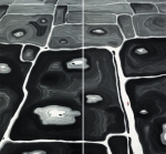 紫砂壶图片：天无雪 吾家丰年 - 美壶网