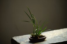 紫砂壶图片：张秋平 菖蒲腰圆小盆 微型盆 全手制作 14*8.5*2.5cm - 美壶网